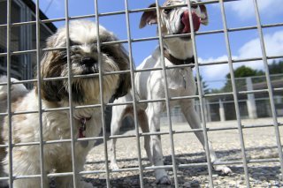 Société de protection des animaux